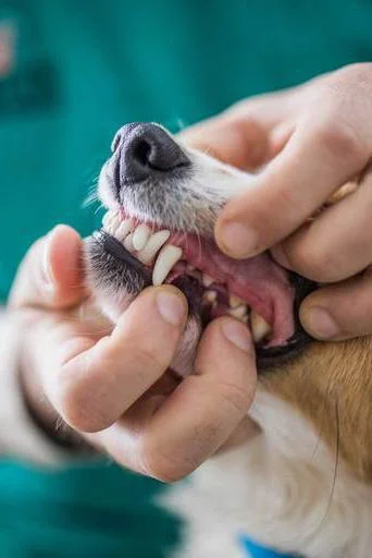 Anesthesia-Free Dental Cleaning Deposit