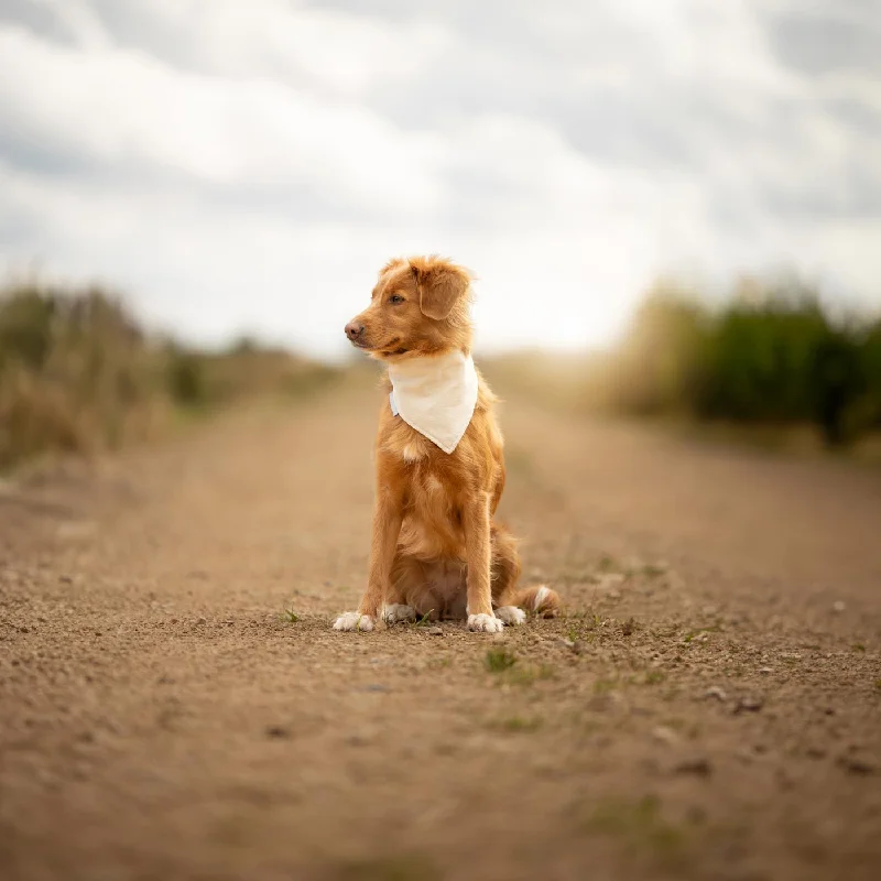 Bandana in Savanna Bone by Lords & Labradors